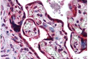 Human Placenta (formalin-fixed, paraffin-embedded) stained with MAF antibody ABIN290248 at 10 ug/ml followed by biotinylated goat anti-rabbit IgG secondary antibody ABIN481713, alkaline phosphatase-streptavidin and chromogen. (MAF 抗体  (AA 50-100))