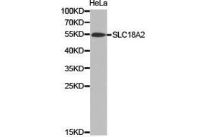 Western Blotting (WB) image for anti-Solute Carrier Family 18 (Vesicular Monoamine Transporter), Member 2 (SLC18A2) antibody (ABIN1874806) (SLC18A2 抗体)
