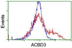 HEK293T cells transfected with either RC208434 overexpress plasmid (Red) or empty vector control plasmid (Blue) were immunostained by anti-ACBD3 antibody (ABIN2455886), and then analyzed by flow cytometry. (ACBD3 抗体)