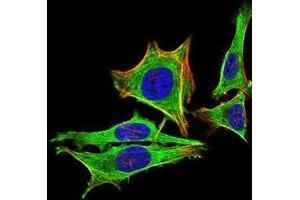 Immunofluorescence analysis of Hela cells using PRL mouse mAb (green). (Prolactin 抗体  (AA 65-173))