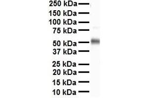 WB Suggested Anti-TEAD4 antibody Titration: 1 ug/mL Sample Type: Human heart (TEAD4 抗体  (N-Term))