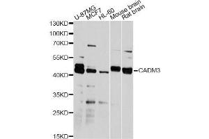 Western blot analysis of extracts of various cell lines, using CADM3 antibody (ABIN5972820) at 1/2000 dilution. (CADM3 抗体)