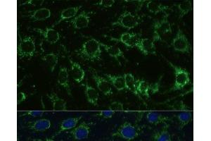 Immunofluorescence analysis of C6 cells using GLUD1 Polyclonal Antibody at dilution of 1:100. (GLUD1 抗体)
