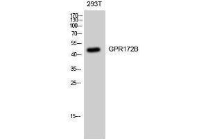 Western Blotting (WB) image for anti-G Protein-Coupled Receptor 172B (GPR172B) (Internal Region) antibody (ABIN3184876) (GPR172B 抗体  (Internal Region))