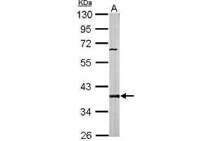 WB Image Sample (50 ug of whole cell lysate) A: Mouse brain 10% SDS PAGE antibody diluted at 1:1000 (PPP2CB 抗体  (Center))