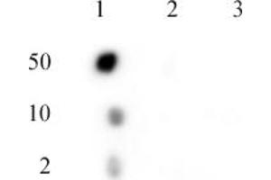 C17orf96 phospho Ser15 antibody (pAb) tested by dot blot analysis. (C17ORF96 抗体  (pSer15))