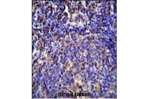 S100A4 Antibody (N-term) (ABIN655727 and ABIN2845174) immunohistochemistry analysis in formalin fixed and paraffin embedded human tonsil tissue followed by peroxidase conjugation of the secondary antibody and DAB staining. (s100a4 抗体  (N-Term))