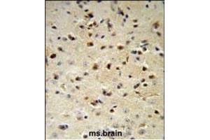 YWHAZ Antibody (Center) (ABIN652428 and ABIN2842220) IHC analysis in formalin fixed and paraffin embedded mouse brain followed by peroxidase conjugation of the secondary antibody and DAB staining. (14-3-3 zeta 抗体  (AA 65-93))