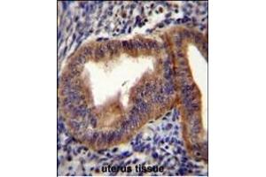 CCNB1 Antibody (Center) (ABIN655048 and ABIN2844676) immunohistochemistry analysis in formalin fixed and paraffin embedded human uterus tissue followed by peroxidase conjugation of the secondary antibody and DAB staining. (Cyclin B1 抗体  (AA 241-268))