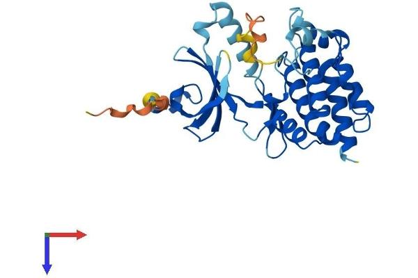 NEK7 Protein (NEK7) (AA 1-302) (His tag)
