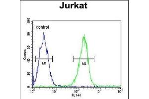DTX1 Antibody (Center) (ABIN652869 and ABIN2842564) flow cytometric analysis of Jurkat cells (right histogram) compared to a negative control cell (left histogram). (Deltex Homolog 1 抗体  (AA 382-410))