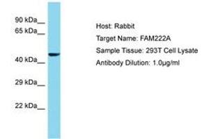 Image no. 1 for anti-Family with Sequence Similarity 222, Member A (FAM222A) (AA 76-125) antibody (ABIN6750710) (FAM222A 抗体  (AA 76-125))
