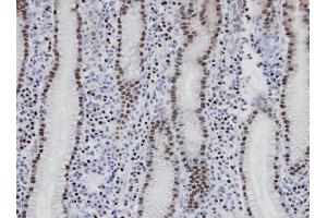IHC-P Image Immunohistochemical analysis of paraffin-embedded human normal gastric epithelium (gland), using NANS, antibody at 1:100 dilution. (NANS 抗体  (Center))