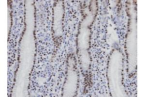 IHC-P Image Immunohistochemical analysis of paraffin-embedded human normal gastric epithelium (gland), using NANS, antibody at 1:100 dilution.