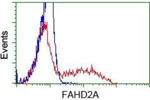 Image no. 1 for anti-Fumarylacetoacetate Hydrolase Domain Containing 2A (FAHD2A) antibody (ABIN1498181) (FAHD2A 抗体)