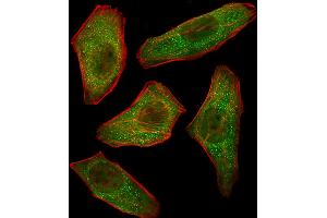 Fluorescent image of U251 cells stained with PIK3R3 Antibody . (PIK3R3 抗体  (C-Term))