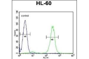FBXW11 Antibody (Center) (ABIN655166 and ABIN2844782) flow cytometric analysis of HL-60 cells (right histogram) compared to a negative control cell (left histogram). (FBXW11 抗体  (AA 168-196))
