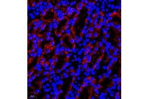 Immunofluorescence of paraffin embedded mouse kidney using B0K (ABIN7073200) at dilution of 1:750 (400x lens) (BOK 抗体)