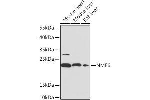 Western blot analysis of extracts of various cell lines, using NME6 Rabbit pAb (ABIN7268942) at 1:1000 dilution. (NME6 抗体  (AA 9-194))