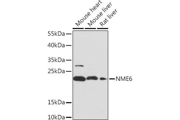 NME6 anticorps  (AA 9-194)