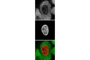 Immunofluorescence (IF) image for anti-Karyopherin alpha 2 (RAG Cohort 1, Importin alpha 1) (KPNA2) (C-Term) antibody (ABIN185157)