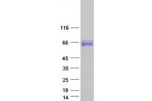 Western Blotting (WB) image for Grainyhead-Like 3 (GRHL3) (Transcript Variant 3) protein (Myc-DYKDDDDK Tag) (ABIN2722235)