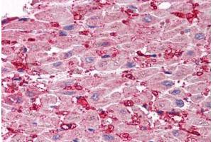 Human Heart (formalin-fixed, paraffin-embedded) stained with SCO1 antibody ABIN214471 at 2. (SCO1 抗体  (Internal Region))