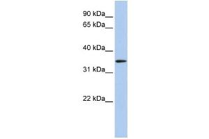 Western Blotting (WB) image for anti-Hydroxyacyl-CoA Dehydrogenase (HADH) antibody (ABIN2459806) (HADH 抗体)