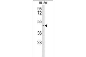 Western blot analysis of SLC1A5 Antibody (Center) (ABIN653387 and ABIN2842850) in HL-60 cell line lysates (35 μg/lane). (SLC1A5 抗体  (AA 186-214))