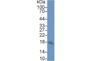 Western Blotting (WB) image for anti-Interleukin 10 (IL10) (AA 19-178) antibody (ABIN7442330)