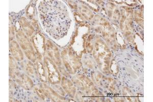 Immunoperoxidase of monoclonal antibody to CFLAR on formalin-fixed paraffin-embedded human kidney. (FLIP 抗体  (AA 178-277))