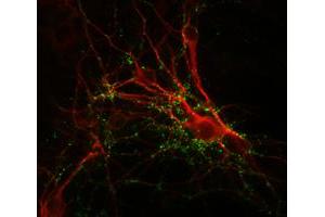 Immunochemical staining of cultured caudate neurons with SYN1 polyclonal antibody  (green) and anti-MAP antibody (red). (SYN1 抗体)