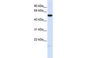 Image no. 1 for anti-Membrane Frizzled-Related Protein (MFRP) (AA 180-229) antibody (ABIN6740725) (MFRP 抗体  (AA 180-229))