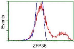 HEK293T cells transfected with either RC202049 overexpress plasmid (Red) or empty vector control plasmid (Blue) were immunostained by anti-ZFP36 antibody (ABIN2454211), and then analyzed by flow cytometry. (ZFP36 抗体)