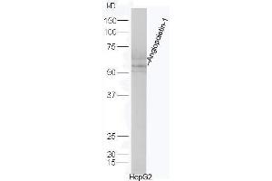 Human HepG2 lysates probed with Rabbit Anti-Angiopoietin-1 Polyclonal Antibody, Unconjugated  at 1:5000 for 90 min at 37˚C. (Angiopoietin 1 抗体  (AA 276-375))