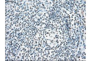 Image no. 6 for anti-P450 (Cytochrome) Oxidoreductase (POR) antibody (ABIN1497746) (POR 抗体)