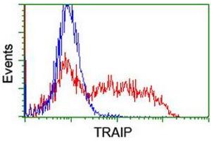 Image no. 2 for anti-TRAF Interacting Protein (TRAIP) (AA 67-313) antibody (ABIN1491631) (TRAIP 抗体  (AA 67-313))