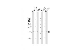 All lanes : Anti-ARF4 Antibody (Center) at 1:2000 dilution Lane 1: HepG2 whole cell lysate Lane 2: Hela whole cell lysate Lane 3: Caki-1 whole cell lysate Lane 4: HT-29 whole cell lysate Lysates/proteins at 20 μg per lane.