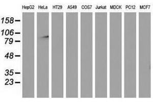Image no. 2 for anti-Mitogen-Activated Protein Kinase 12 (MAPK12) antibody (ABIN1499305) (MAPK12 抗体)