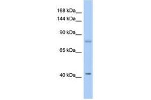 Image no. 1 for anti-SH2 Domain Containing 3C (SH2D3C) (AA 179-228) antibody (ABIN6743733) (SH2D3C 抗体  (AA 179-228))