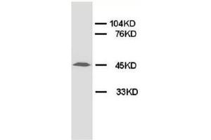 Western blot analysis of rat lung tissue lysis using RAGE antibody (RAGE 抗体  (Middle Region))