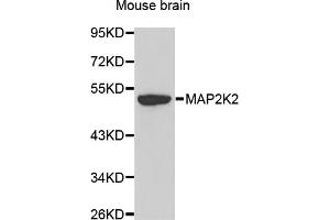 Western blot analysis of extracts of mouse brain, using MAP2K2 antibody. (MEK2 抗体)