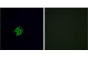 Immunofluorescence (IF) image for anti-Olfactory Receptor, Family 2, Subfamily G, Member 2 (OR2G2) (AA 241-290) antibody (ABIN1535879)