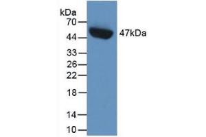 Western blot analysis of recombinant Human PAI1. (PAI1 抗体  (AA 25-402))