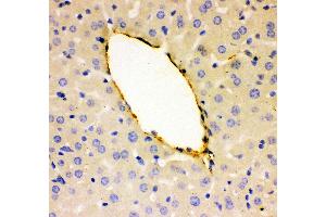 Anti- VWF Picoband antibody, IHC(P) IHC(P): Mouse Liver Tissue (VWF 抗体  (AA 1304-1452))