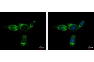 ICC/IF Image Glycine dehydrogenase antibody [N3C2-2], Internal detects Glycine dehydrogenase protein at mitochondria by immunofluorescent analysis. (GLDC 抗体)