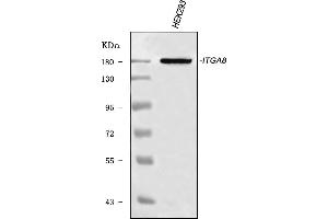 Western blot analysis of ITGA8 using anti-ITGA8 antibody (ABIN7601411).