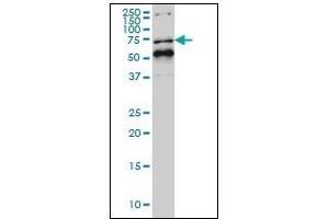 Western Blotting (WB) image for anti-Nuclear Receptor Subfamily 1, Group D, Member 1 (NR1D1) (AA 1-615) antibody (ABIN614695) (NR1D1 抗体  (AA 1-615))