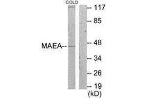 Western Blotting (WB) image for anti-Macrophage erythroblast Attacher (MAEA) (AA 181-230) antibody (ABIN2889651) (MAEA 抗体  (AA 181-230))
