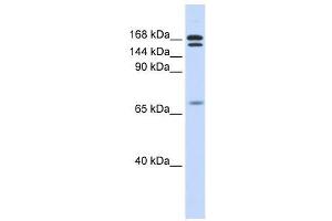CUX2 antibody used at 0. (CUX2 抗体  (N-Term))
